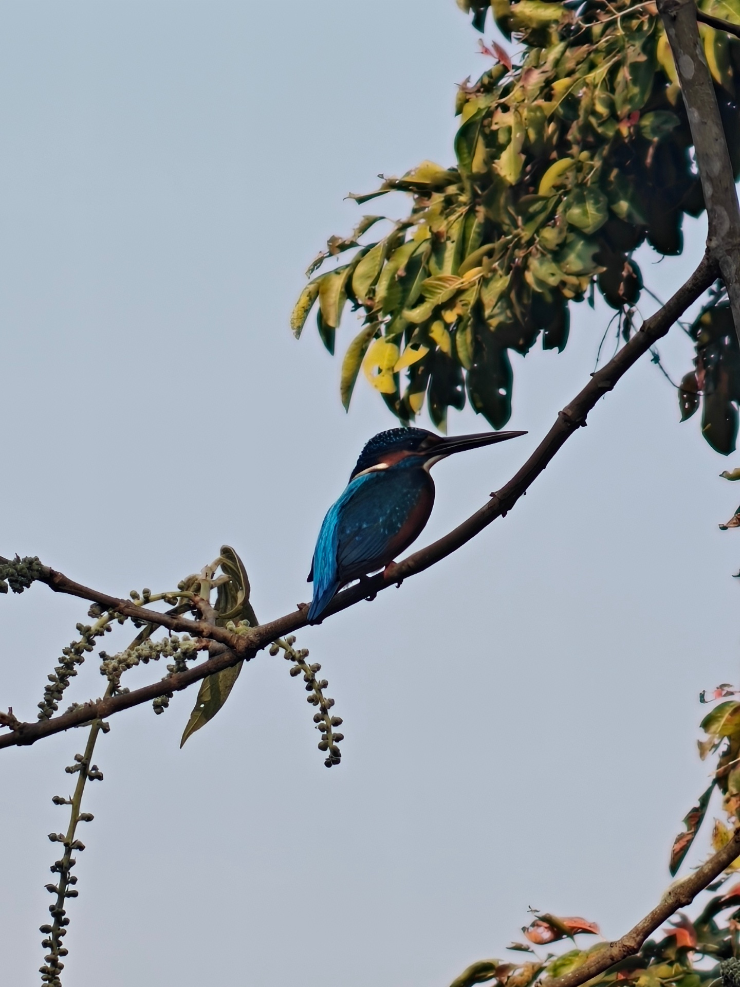 Kingfisher at Bis Hazari Lake, Chitwan.